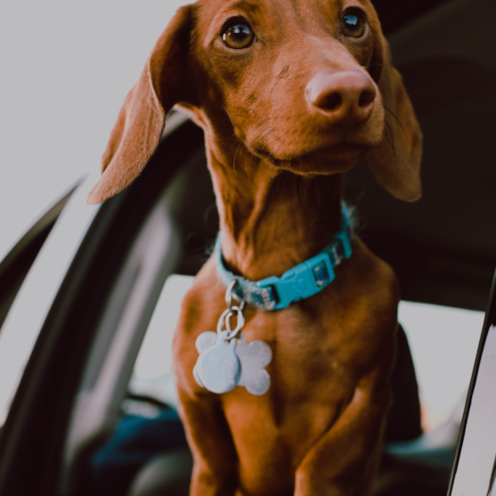 chocolate dachshund chocolate dachshund outside a car window